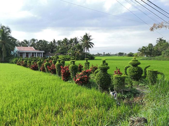 Lác mắt trước hàng cây kiểng tạo dáng lục bình công phu ở Tiền Giang