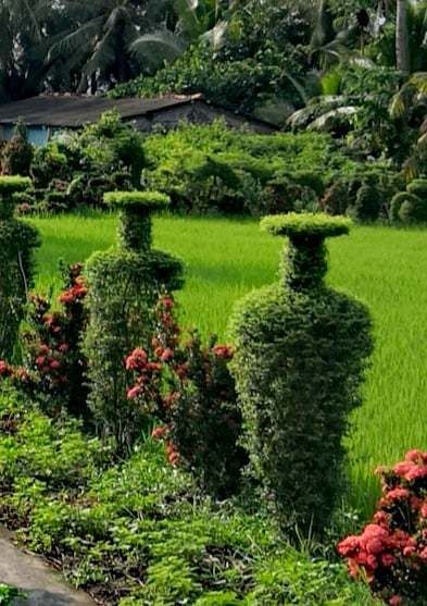 Lác mắt trước hàng cây kiểng tạo dáng lục bình công phu ở Tiền Giang