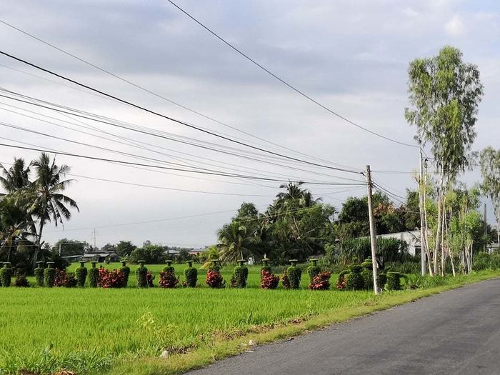 Lác mắt trước hàng cây kiểng tạo dáng lục bình công phu ở Tiền Giang