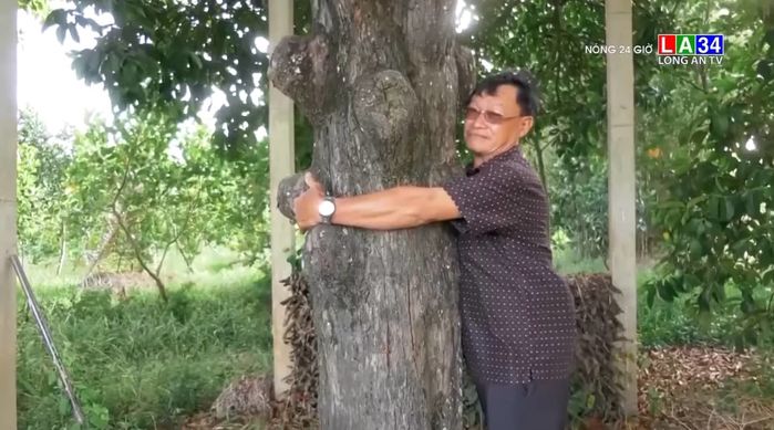 Lão măng cụt tại Sóc Trăng: Trăm tuổi vẫn sai trái nặng cây
