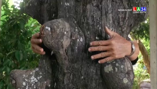 Lão măng cụt tại Sóc Trăng: Trăm tuổi vẫn sai trái nặng cây