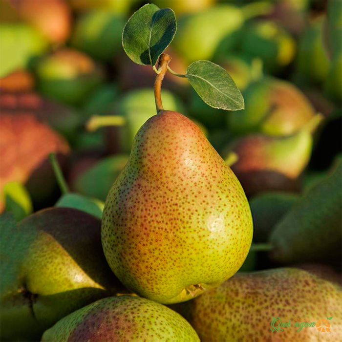 Top 8 loại trái cây cực tốt cho phổi, ngăn ngừa vi khuẩn 