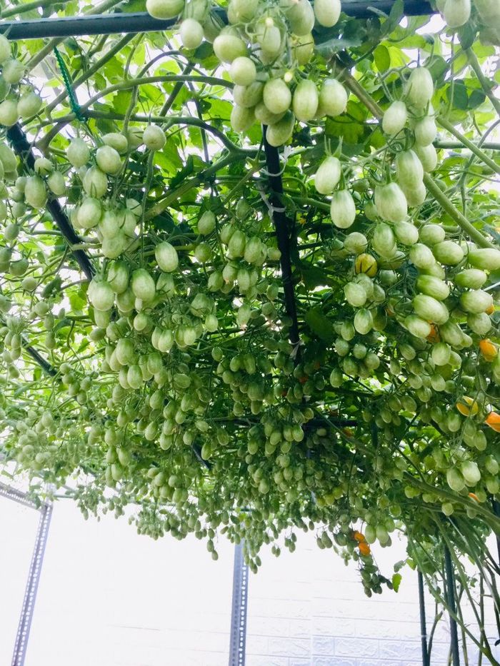 Mẹ đảm chỉ tốn 5 triệu để đầu tư vườn sân thượng đẹp mê ly