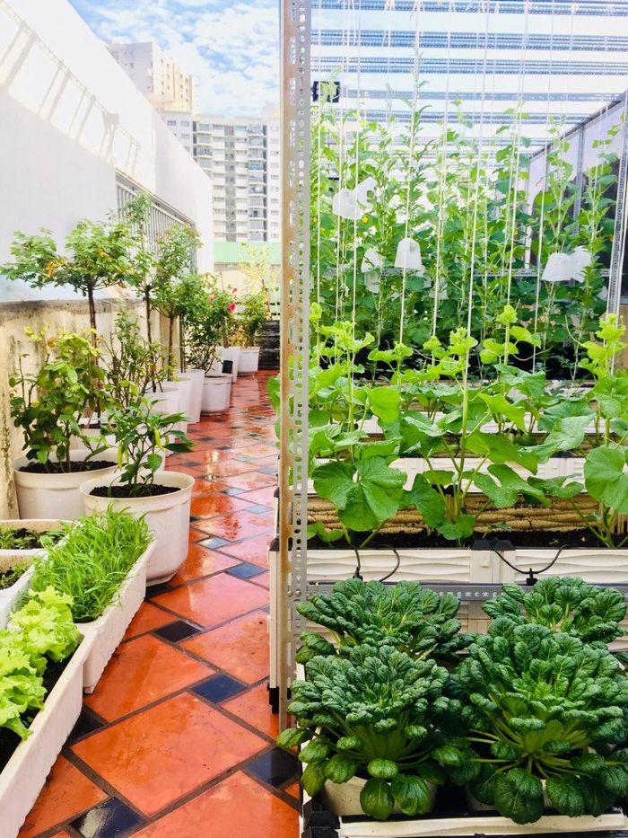 Mẹ đảm chỉ tốn 5 triệu để đầu tư vườn sân thượng đẹp mê ly