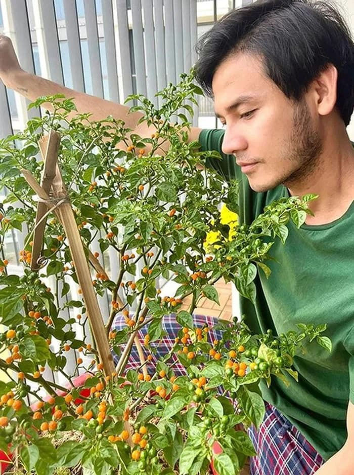 Mê ớt nửa tỷ đồng/kg: Lý Hải trồng cả vườn, Trường Giang đem tặng