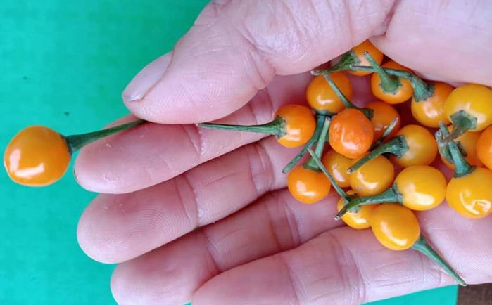 Mê ớt nửa tỷ đồng/kg: Lý Hải trồng cả vườn, Trường Giang đem tặng