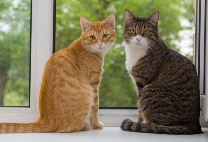 Những chú mèo dính ngải heo: Béo ú đáng yêu hết nấc