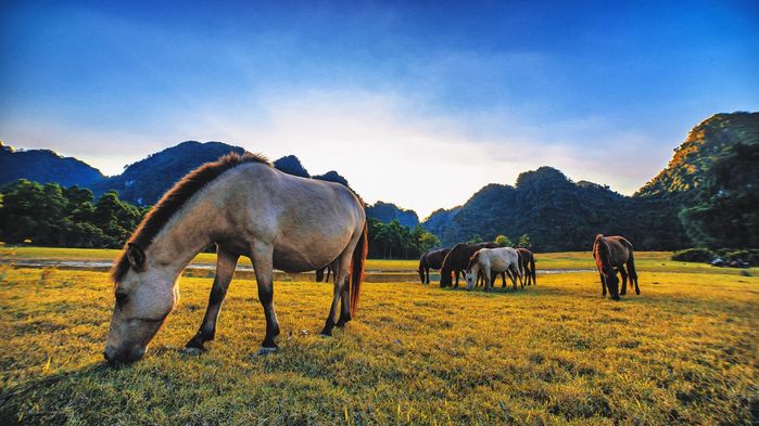 Du lịch Lạng Sơn: Khám phá thảo nguyên đẹp như thiên đường