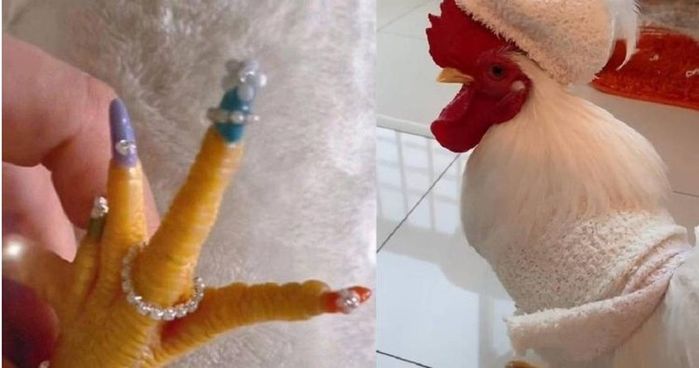Cô gái tân trang bộ nail cho gà cưng gây bão trên mạng