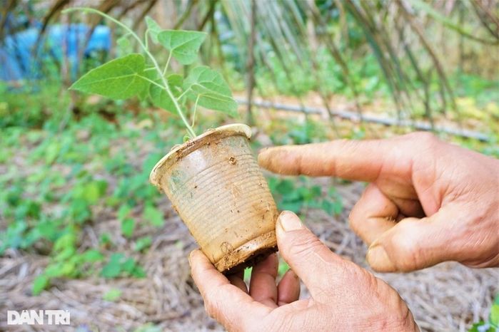 Nhờ trồng cây dại, ông chú Quảng Nam thu tiền tỷ: càng nắng càng tốt
