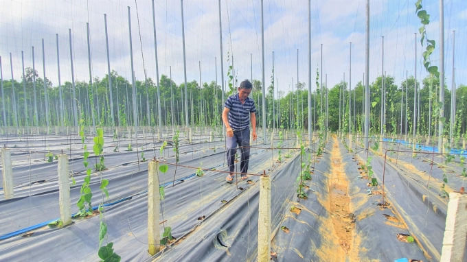 Nhờ trồng cây dại, ông chú Quảng Nam thu tiền tỷ: càng nắng càng tốt