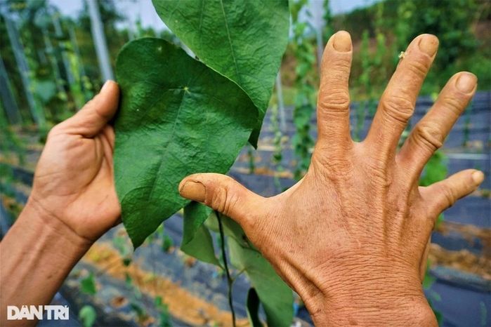 Nhờ trồng cây dại, ông chú Quảng Nam thu tiền tỷ: càng nắng càng tốt