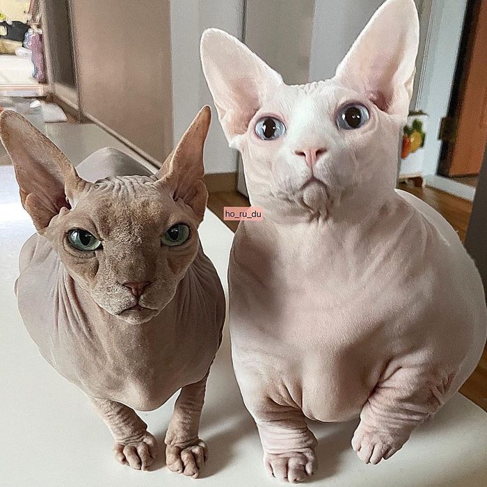 Những chú mèo có ngoại hình mũm mĩm gây sốt vì quá đáng yêu