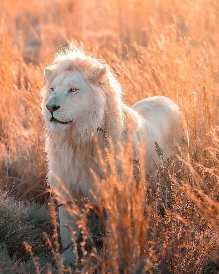 Vẻ ngoài dễ thương của sư tử trắng quý hiếm đốn tim cư dân mạng