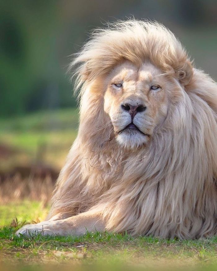 Vẻ ngoài dễ thương của sư tử trắng quý hiếm đốn tim cư dân mạng