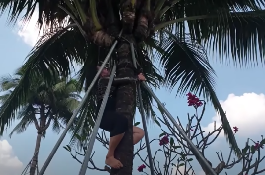 Nữ đại gia sở hữu 3 cây dừa độc lạ nhất nhì VN: 800 triệu không bán