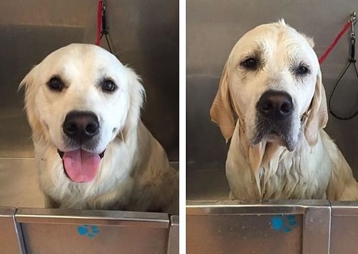 Cười ngất với hình ảnh cún cưng sau khi tắm xong: Trông nó lạ lắm