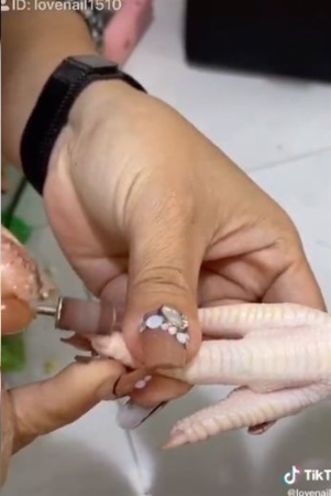 Cô gái tân trang bộ nail cho gà cưng gây bão trên mạng