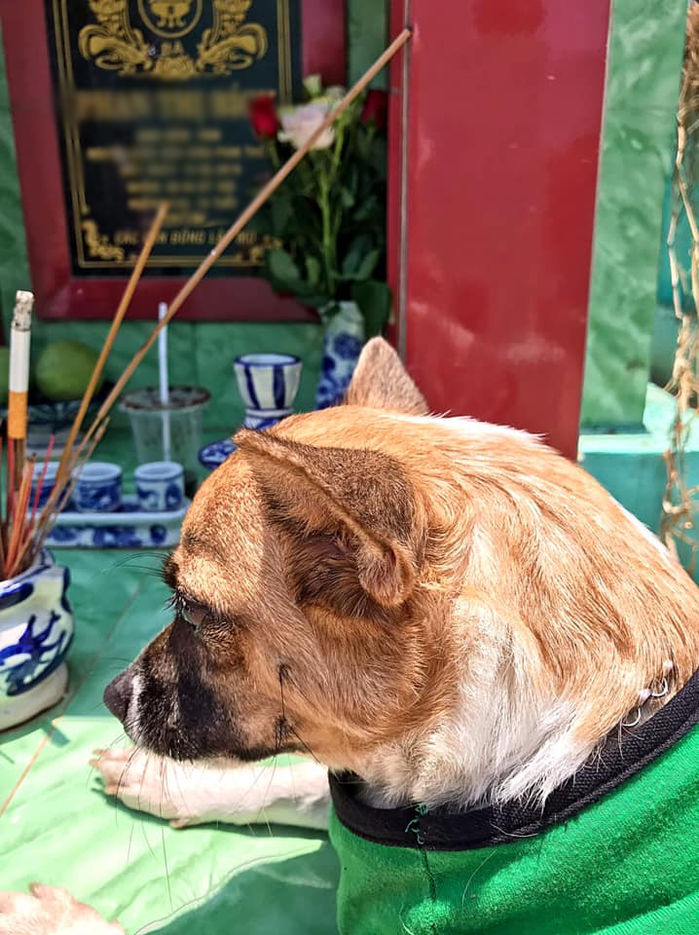 Cảm động trước khoảnh khắc chú chó rơi nước mắt khi đến thăm mộ chủ
