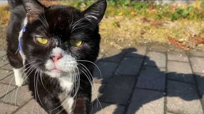 Sở hữu gương mặt thộn, chú mèo Nhật Bản gây sốt hội con ghiền meme