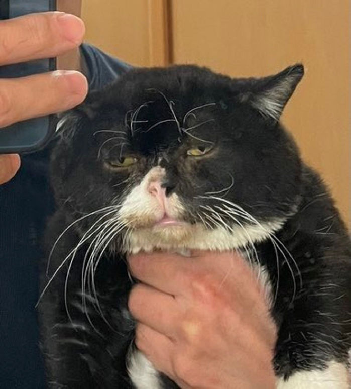 Sở hữu gương mặt thộn, chú mèo Nhật Bản gây sốt hội con ghiền meme