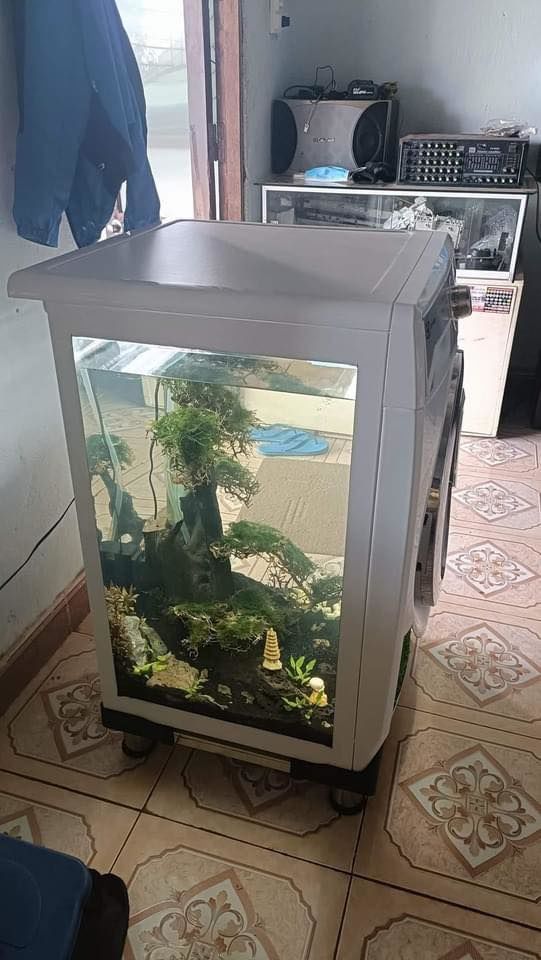 Thanh niên xin vợ tiền mua bể cá nhưng bị bắt mua máy giặt và cái kết