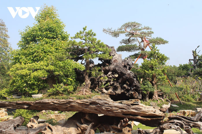 Vườn kiểng cổ thụ lớn nhất miền Tây: cây Vạn Niên Tùng sống một thế kỷ