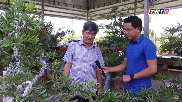 Vườn kiểng cổ thụ lớn nhất miền Tây: cây Vạn Niên Tùng sống một thế kỷ