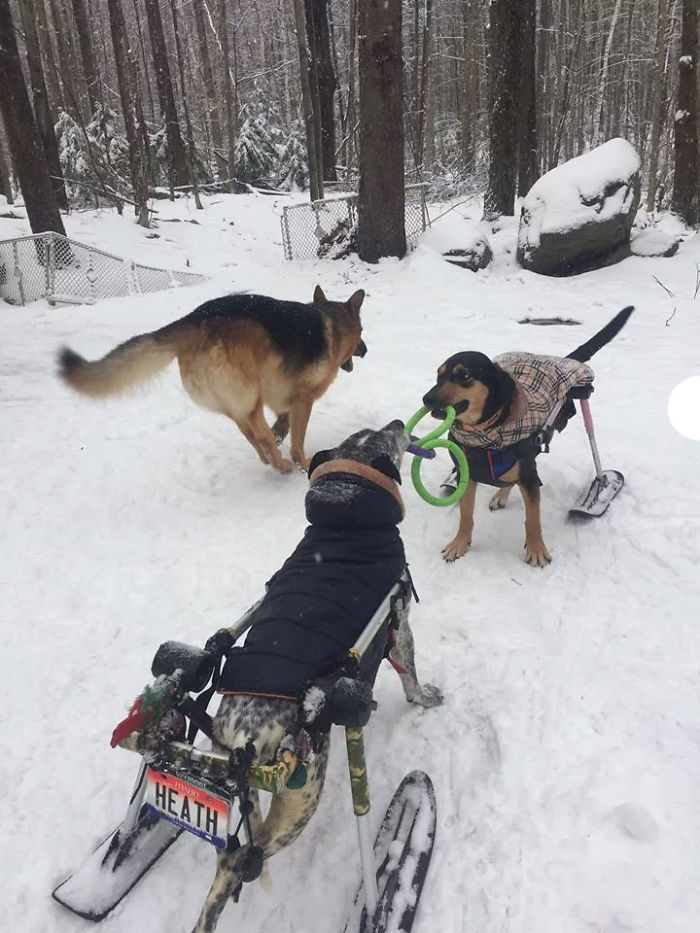Biệt đội thú cưng đặc biệt: Không có chân vẫn có thể chơi trượt tuyết