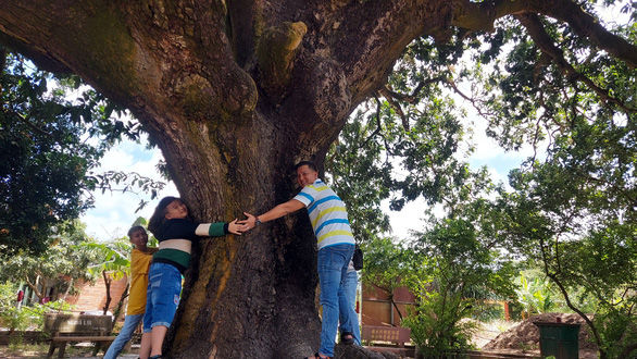 Cụ xoài gần 350 tuổi vẫn sai quả, thân cây đủ 6 người ôm