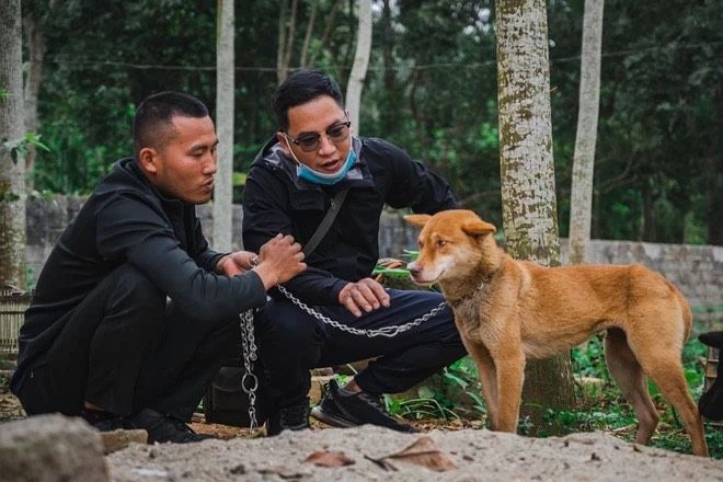 Chàng trai dùng cả thanh xuân để nuôi dưỡng chó khuyển vương