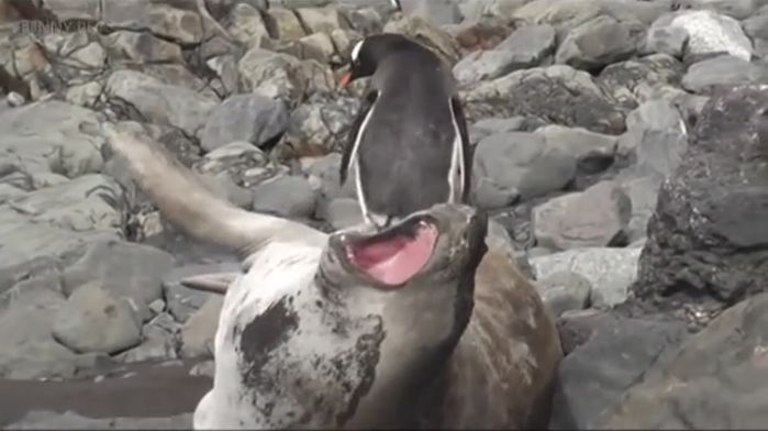 Biểu cảm cưng xỉu của hải cẩu khi chim cánh cụt trèo lên người