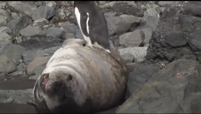 Biểu cảm cưng xỉu của hải cẩu khi chim cánh cụt trèo lên người