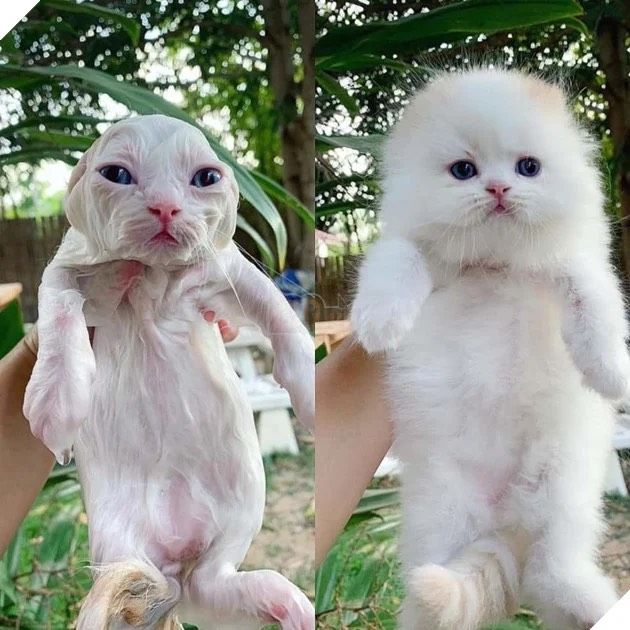 Cười ngất với hình ảnh cún cưng sau khi tắm xong: Trông nó lạ lắm