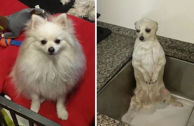 Cười ngất với hình ảnh cún cưng sau khi tắm xong: Trông nó lạ lắm