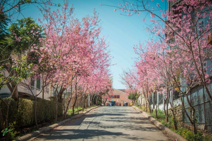 Đà Lạt mùa hoa bơ nở rộ: Đẹp không thua gì những thước phim Hàn Quốc