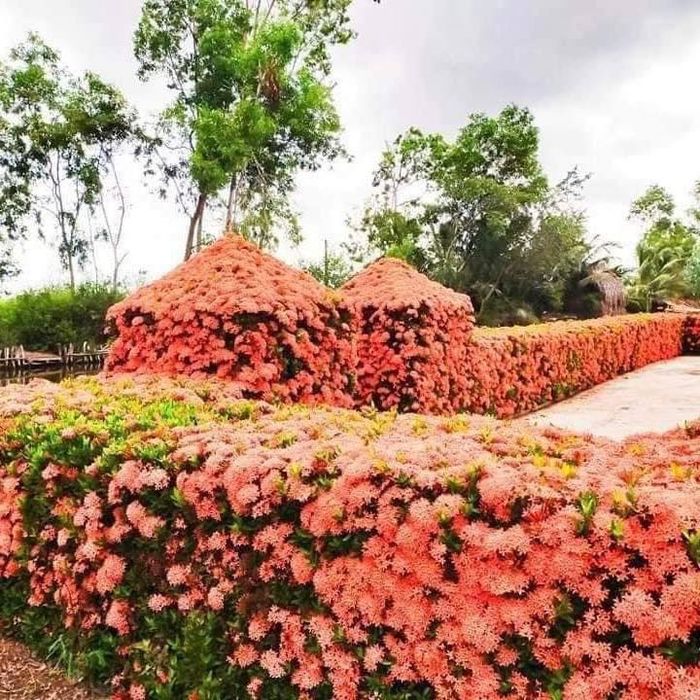 Chiêm ngưỡng hàng bông trang độc nhất vô nhị miền Tây