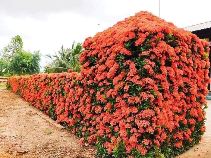 Chiêm ngưỡng hàng bông trang độc nhất vô nhị miền Tây