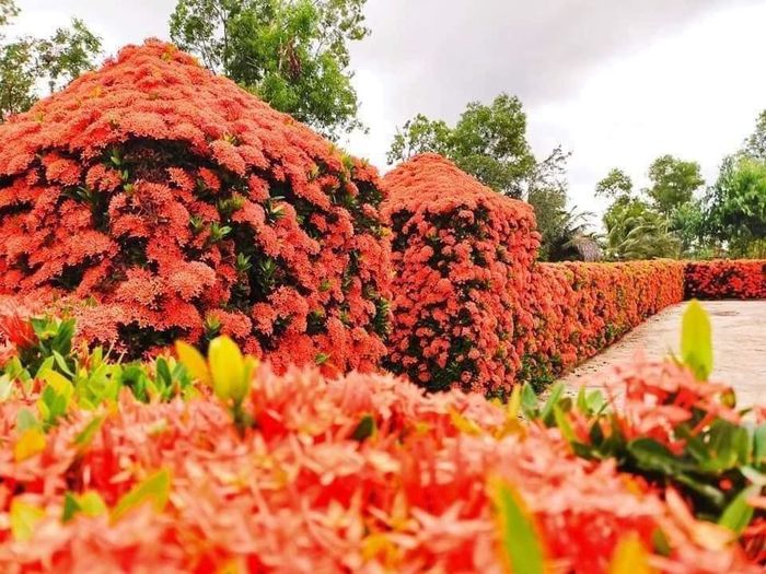 Chiêm ngưỡng hàng bông trang độc nhất vô nhị miền Tây