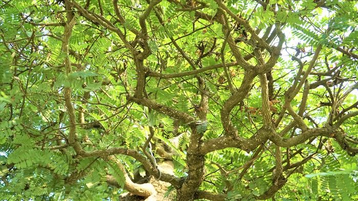 Cặp me kiểng cổ thụ hơn 160 tuổi: Kỷ lục cây kiểng cổ nhất Việt Nam