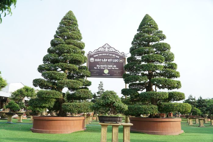 Cặp me kiểng cổ thụ hơn 160 tuổi: Kỷ lục cây kiểng cổ nhất Việt Nam