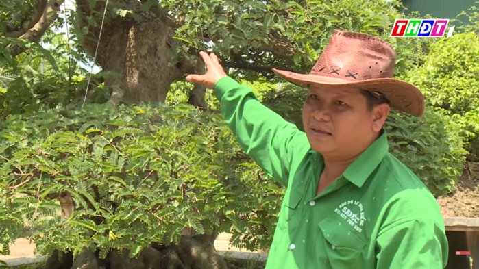 Cặp me kiểng cổ thụ hơn 160 tuổi: Kỷ lục cây kiểng cổ nhất Việt Nam