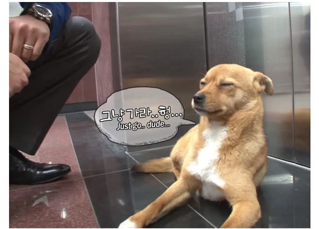Chú chó thấy tiếp viên nữ là hớn hở nịnh nọt, gặp tiếp viên nam thì né