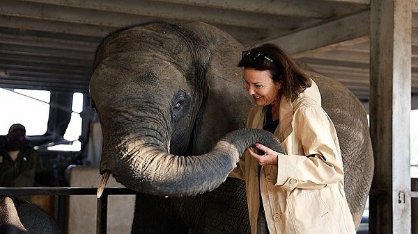 Chú voi nghĩa tình: nhớ ơn ân nhân cứu mạng, thuộc luôn giọng nói