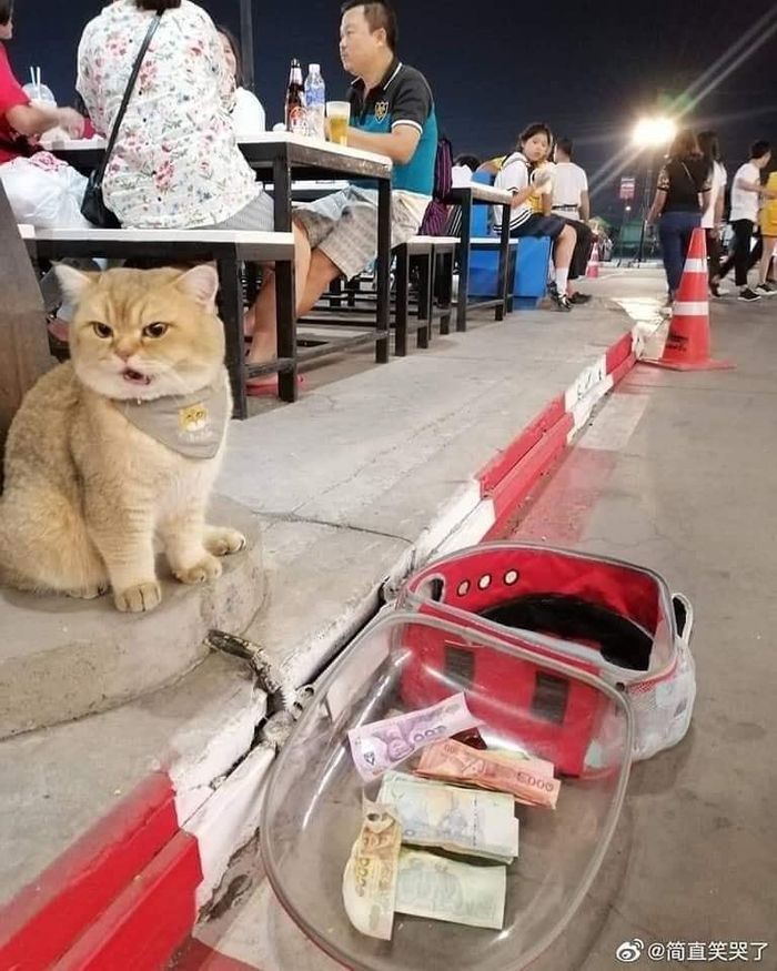 Góc chán chả buồn nói: Chú mèo nổi quạu vì bị tưởng nhầm là ăn mày