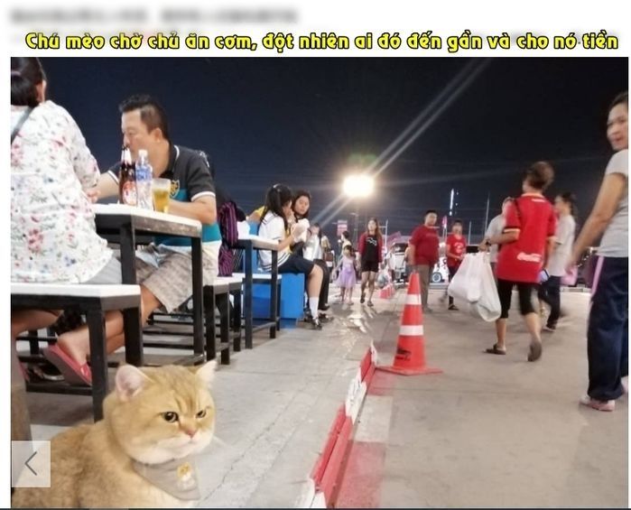 Góc chán chả buồn nói: Chú mèo nổi quạu vì bị tưởng nhầm là ăn mày