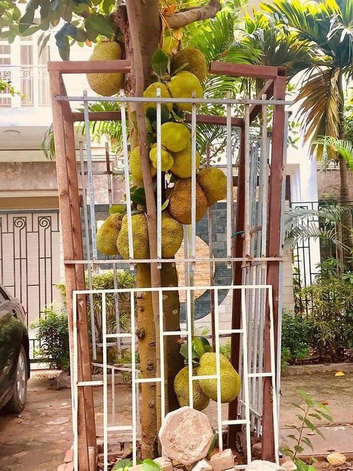 Sầu riêng ra trái, chủ vườn chống trộm bằng ma-nơ-canh độc nhất tại VN