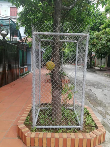 Sầu riêng ra trái, chủ vườn chống trộm bằng ma-nơ-canh độc nhất tại VN