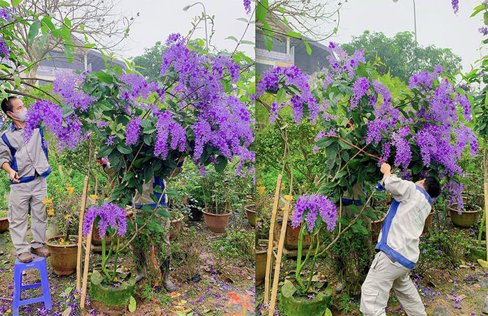 Loài hoa tím lịm tìm sim giá 30 triệu, được giới nhà giàu Việt săn đón