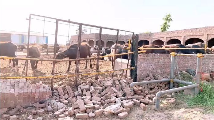 Mẹ Việt chốt trai Pakistan khoe công ty thu 200 tỷ/năm của nhà chồng